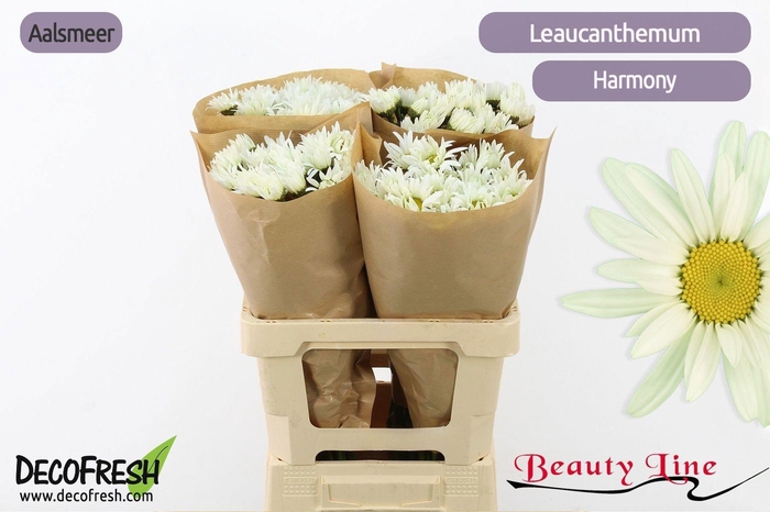 <h4>LEUC S HARMONY</h4>