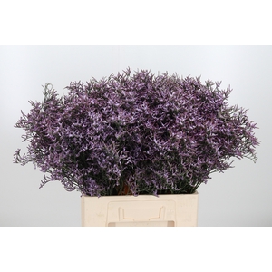 Limon Safora Lilac