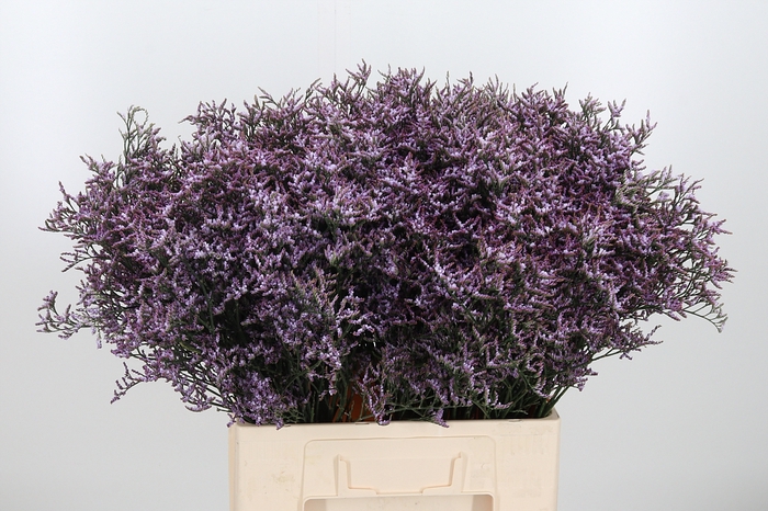 <h4>Limon Safora Lilac</h4>