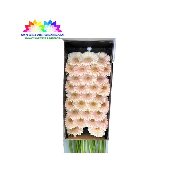 <h4>GE MI Alix Noor</h4>