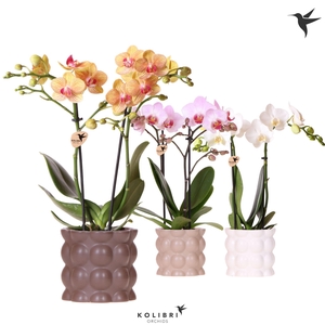 Kolibri Orchids Phalaenopsis mix 2 spike in Cotton pot sand mix