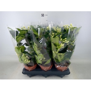 Stephanotis floribunda   ...