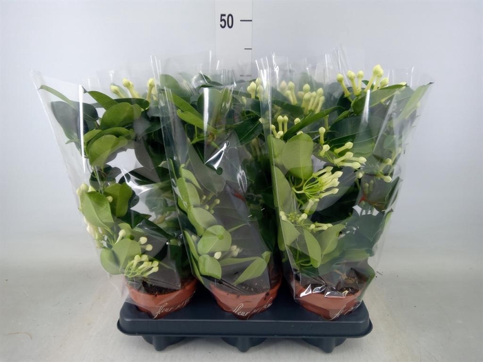 <h4>Stephanotis floribunda   ...</h4>