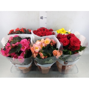 Begonia elat. DU   ...mix
