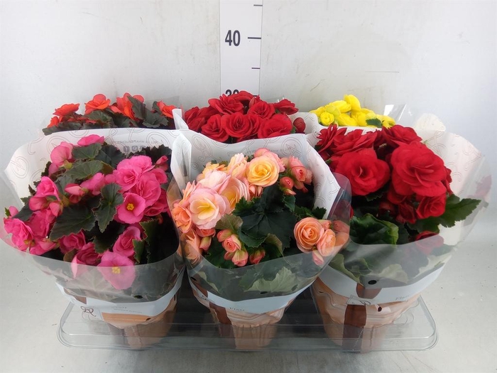 <h4>Begonia elat. DU   ...mix</h4>