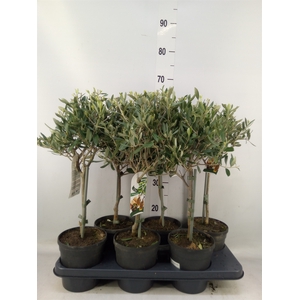 Olea europaea