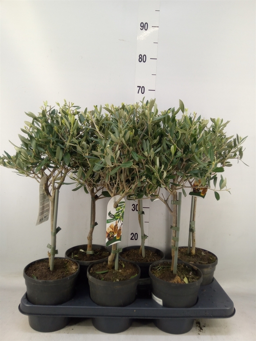 <h4>Olea europaea</h4>