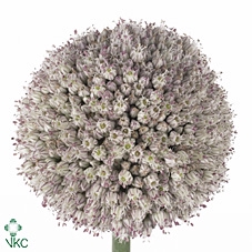 <h4>Allium Ampeloprasum</h4>