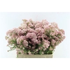 Ozoth Cooks Dark Pink