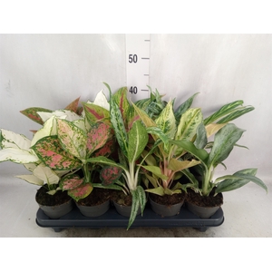 Aglaonema   ...