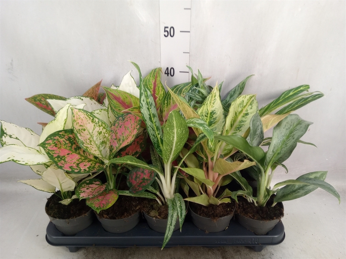 <h4>Aglaonema   ...</h4>