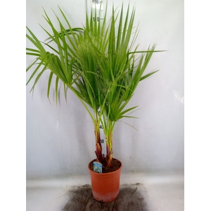 Washingtonia filifera