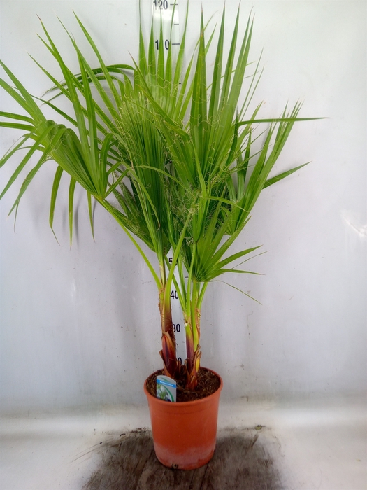 <h4>Washingtonia filifera</h4>