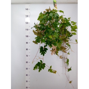 Cissus rhombifolia 'Ellen Danica'