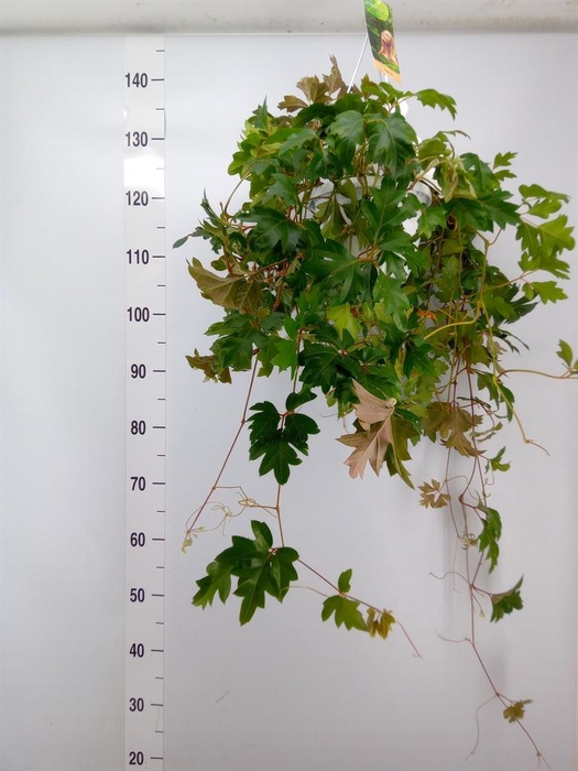 <h4>Cissus rhombifolia 'Ellen Danica'</h4>