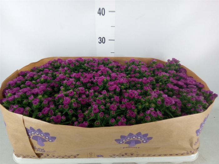 <h4>Aster n-b 'Showmakers Magenta'</h4>