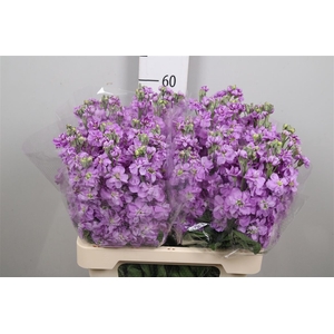 Matth Milla Lavender