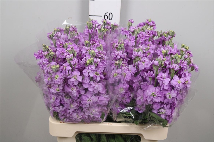<h4>Matth Milla Lavender</h4>