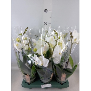 Phalaenopsis  'Spirit White'