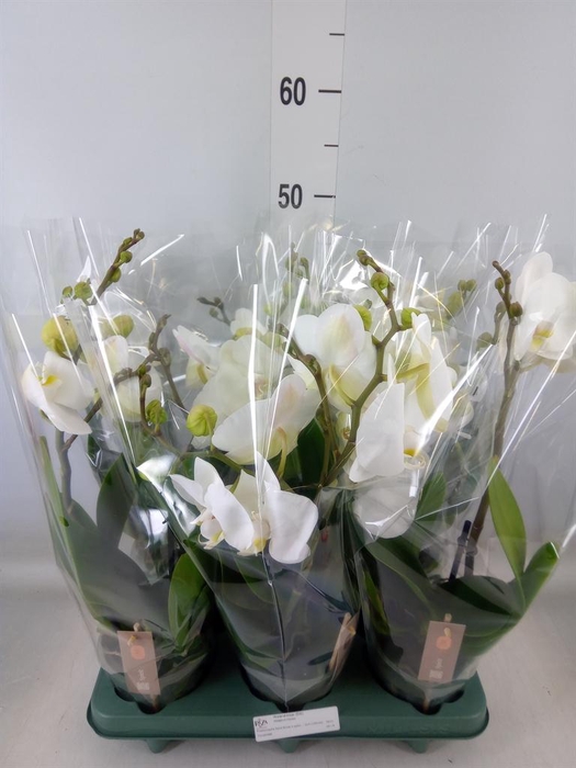 <h4>Phalaenopsis  'Spirit White'</h4>