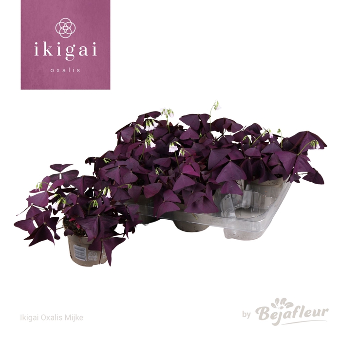 <h4>Oxalis triangularis Mijke</h4>