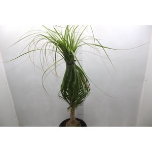 BEAUCARNEA P24