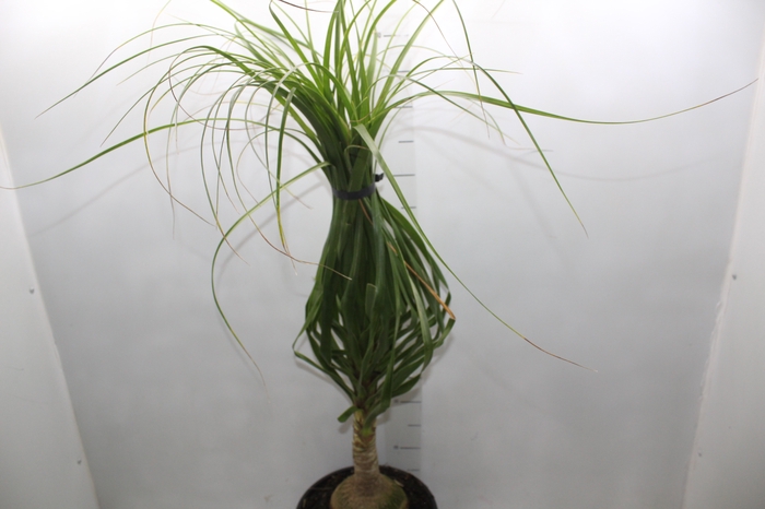 <h4>BEAUCARNEA P24</h4>