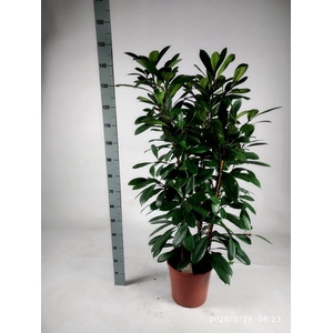 FICUS CYATHISTIPULA
