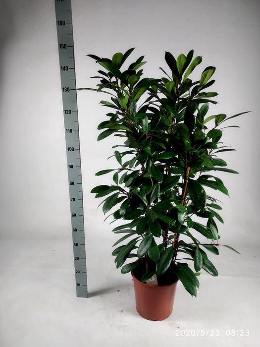 <h4>FICUS CYATHISTIPULA</h4>