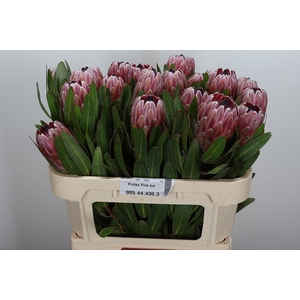 Protea  'Pink Ice'