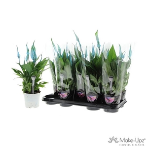 Spathiphyllum 13 cm Bellini Make Upz blauw