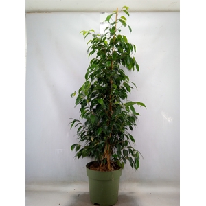 Ficus benja. 'Danielle'
