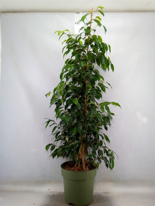 <h4>Ficus benja. 'Danielle'</h4>