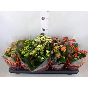 Kalanchoe blos.   ..rosebud mix  5