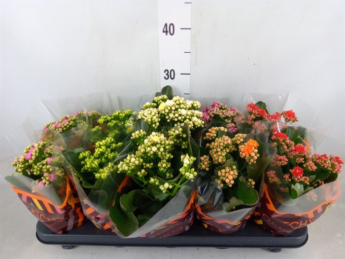 <h4>Kalanchoe blos.   ..rosebud mix  5</h4>