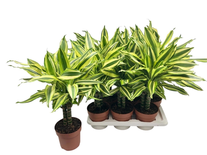 <h4>DRA FRAG OV</h4>