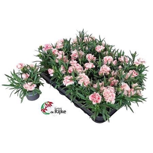 Dianthus overig