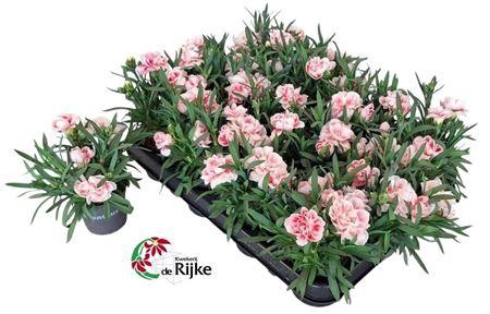 <h4>Dianthus overig</h4>