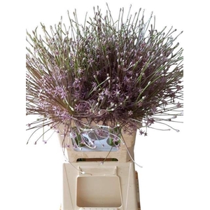 ALLIUM SCHUBERTII
