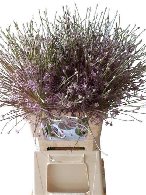 <h4>ALLIUM SCHUBERTII</h4>