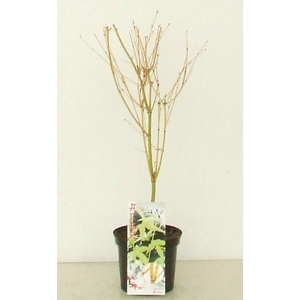 Acer palmatum 'Bi Hoo' P19