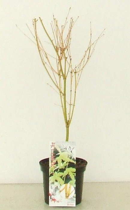 <h4>Acer palmatum 'Bi Hoo' P19</h4>