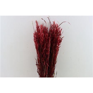 Dried Avena X5 Red Bunch
