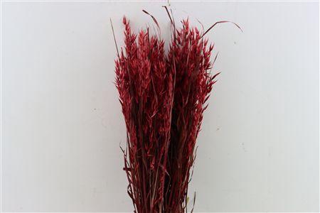 <h4>Dried Avena X5 Red Bunch</h4>