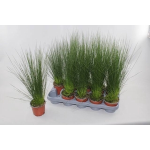 JUNCUS PENC GRASS