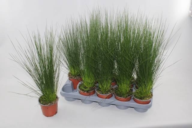 <h4>JUNCUS PENC GRASS</h4>