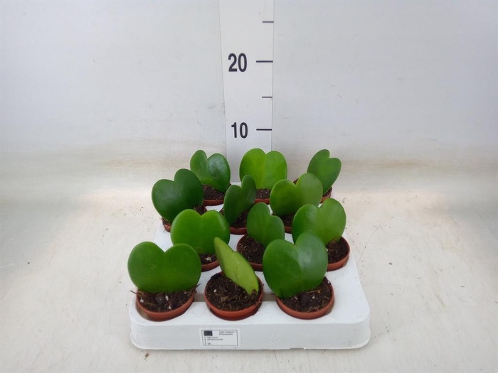 <h4>Hoya kerrii</h4>