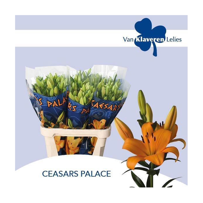 <h4>Li La Caesars Palace</h4>