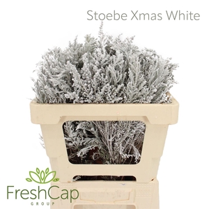 Stoebe Xmas White