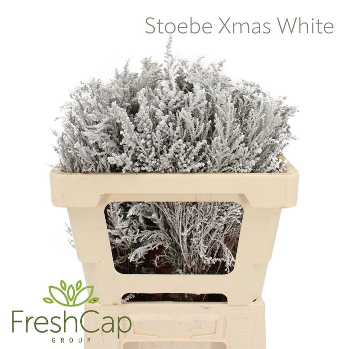 <h4>Stoebe Xmas White</h4>